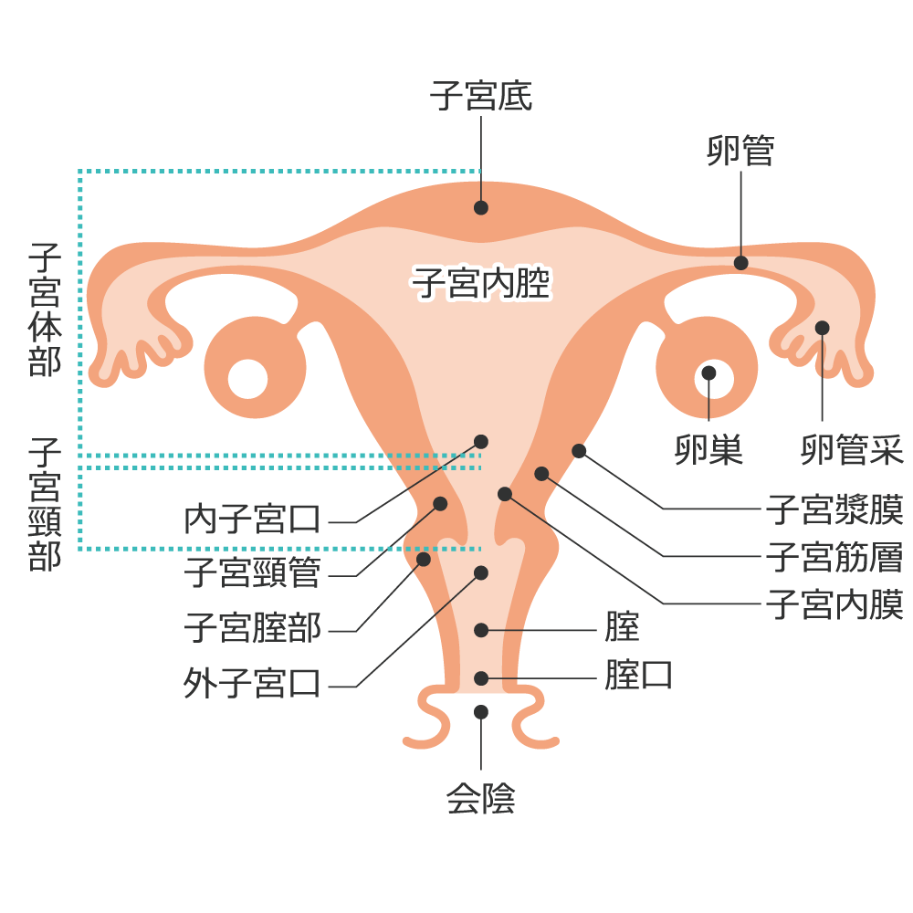 子宮の詳細
