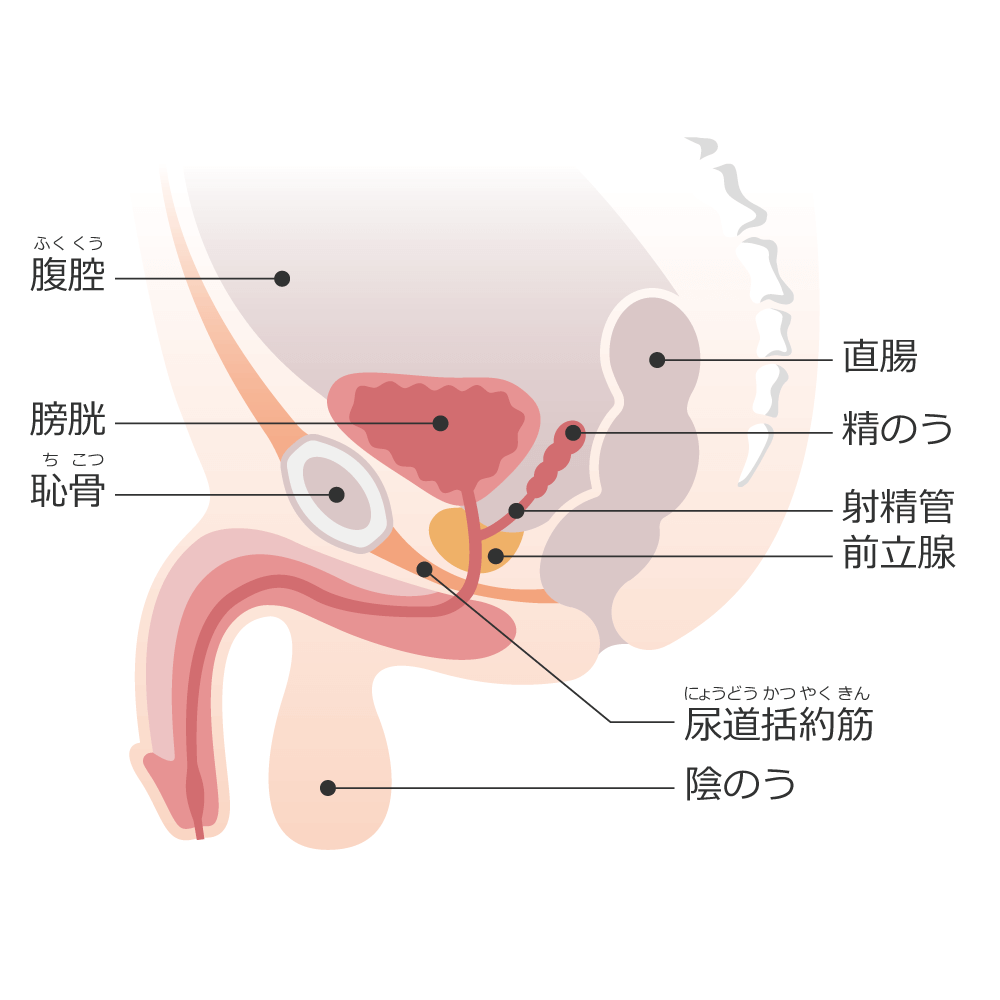 前立腺と生殖に関わる臓器