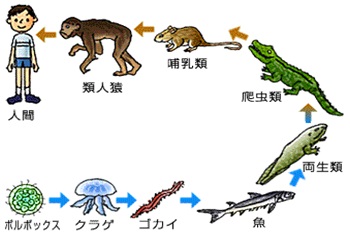 進化する 進化 ライフネット生命保険社員ブログ